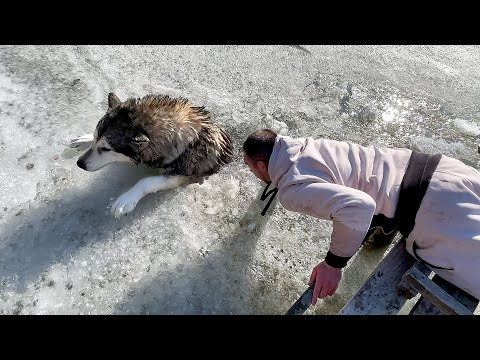 Видео: Маламут Майк ТОНЕТ! СОБАКА ПРОВАЛИЛАСЬ ПОД ЛЁД