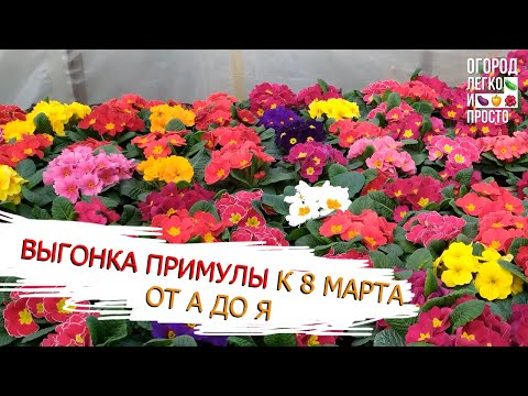 Видео: Основные правила выращивания примулы к 8 марта. Выгонка примулы от А до Я