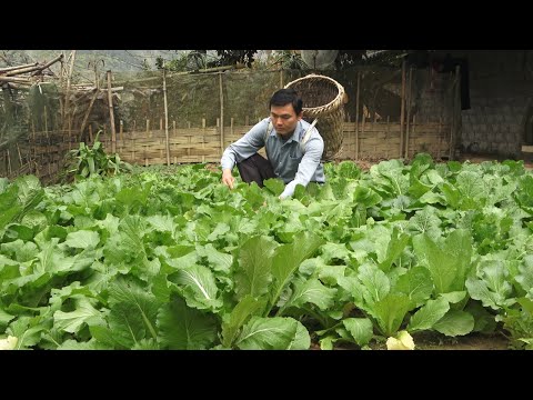 Видео: Выполняйте работу по дому и на ферме.  Роберт |  Зеленая лесная жизнь