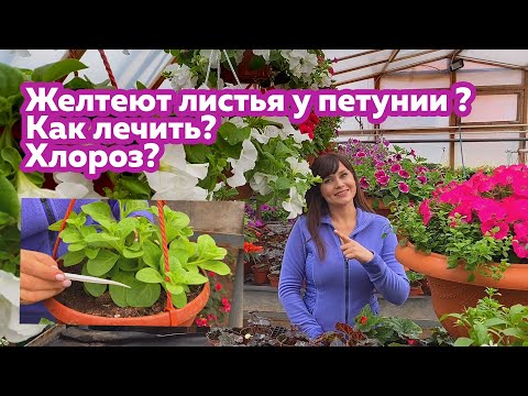 Видео: Желтеют листья у петунии ? Как лечить? Хлороз?