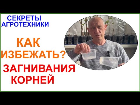 Видео: Загнивание корней у саженцев винограда. Как избежать?
