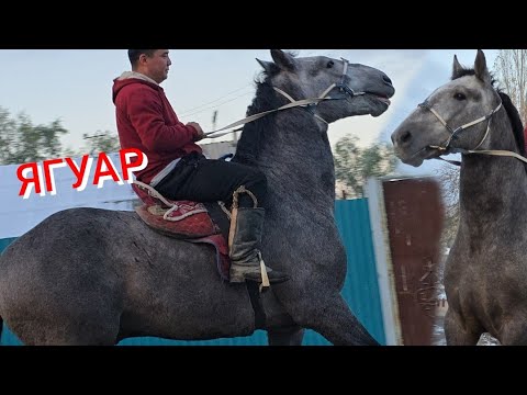 Видео: ЯГУАР   кунан  2  года  1.65 см  Үсөн  Балбандан Чыкты 