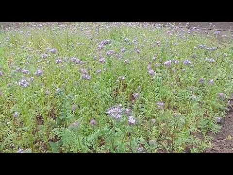 Видео: Фацелия самосевом или посев фацелии под зиму.