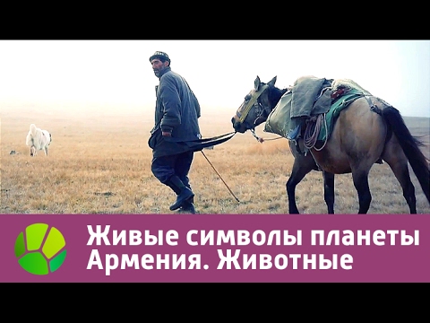 Видео: Живые символы планеты. Армения. Животные | Живая Планета