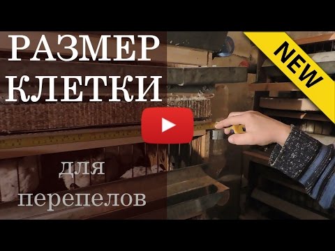 Видео: Размер клетки для перепелов