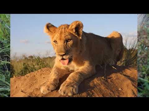 Видео: История одного льва - Кучук. Kuchuk's story
