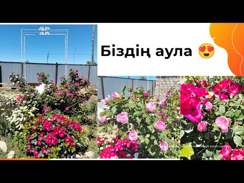 Видео: Наш двор 😍 княжик, роза пьиер де рансар, разарюм ютерзн, макси Вита, розагартен цвайбрюккен.