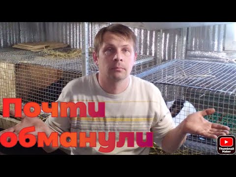 Видео: Как меня пытались обмануть при покупке кроликов.