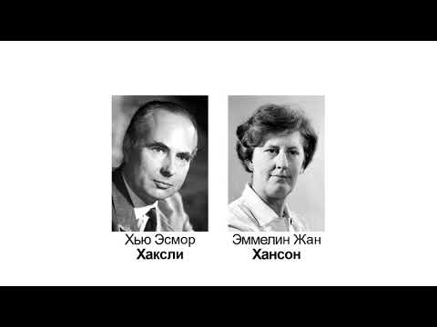 Видео: Механизм сокращения мышц