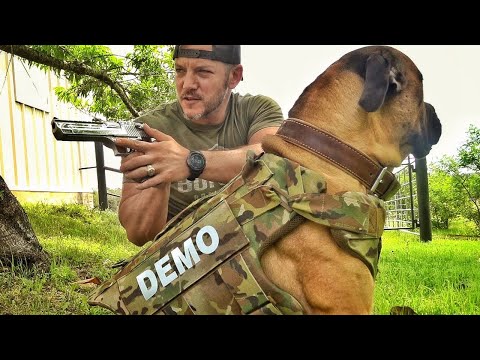 Видео: Бронежилет для собаки - проверка | Разрушительное ранчо | Перевод Zёбры