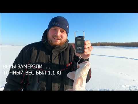 Видео: ПРОВЕРКА НОЧНЫХ ЖЕРЛИЦ.