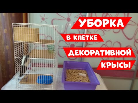 Видео: УБОРКА В КЛЕТКЕ ДЕКОРАТИВНОЙ КРЫСЫ / ГРЫЗУНЯШКИ