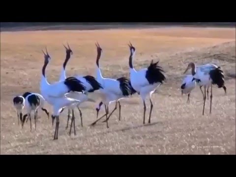 Видео: Кыталыктар.