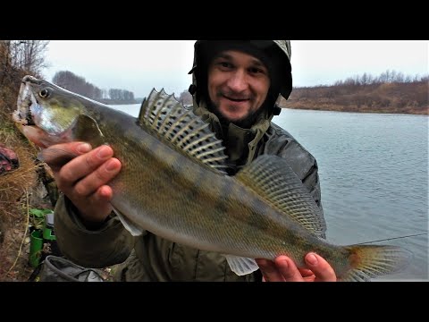 Видео: Ловля Судака на живца. Рыбалка на резинку поздней осенью. Рыбалка в Воронежской области.