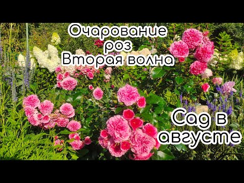 Видео: Очарование роз второй волны. Прогулка по саду в августе