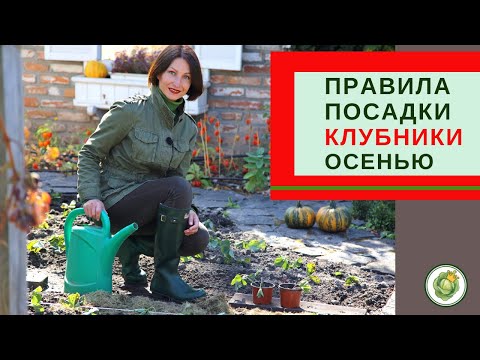 Видео: Правила посадки клубники осенью//важные детали для хорошего урожая