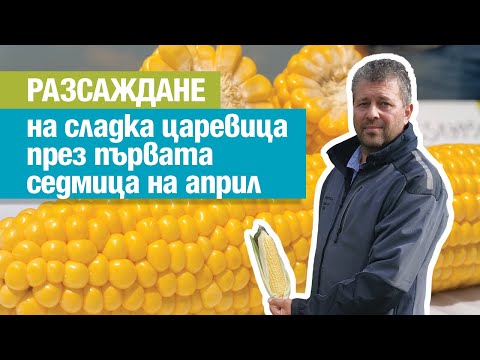 Видео: Възможно ли е разсаждане на сладка царевица през първата седмица на април?