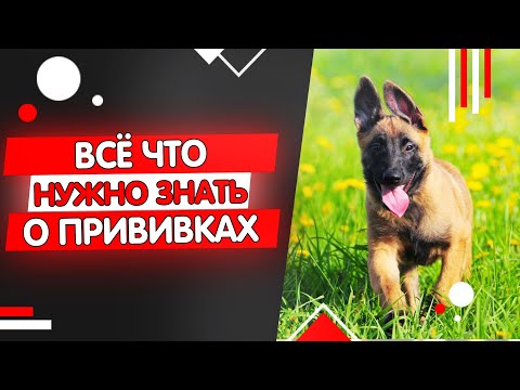 Видео: Всё что нужно знать о вакцинации собак