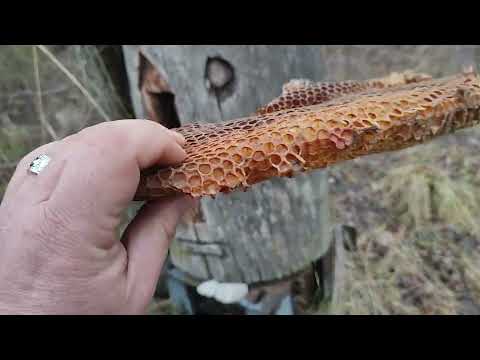 Видео: Обзор дома за 7400 рублей в Стародорожском районе, деревня Крываносы.