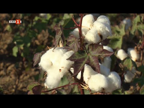 Видео: Ще върнат ли сухите и горещи лета памука по българските земи? „Бразди“ - 19.10.2024