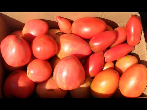 Видео: Выращивание помидоров в открытом грунте. Практический опыт.