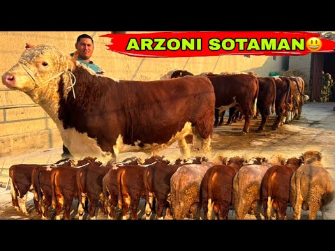 Видео: DILMURODJON ARZONCHI YONDIRVORDIYUUU NARXLAR TUSHDI😱😱😱12 ноября 2025 г.