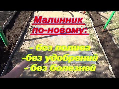 Видео: 89. Идеальный малинник в траншеях - без полива и удобрений!