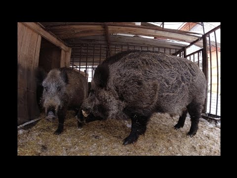 Видео: Гон у Фунтика.