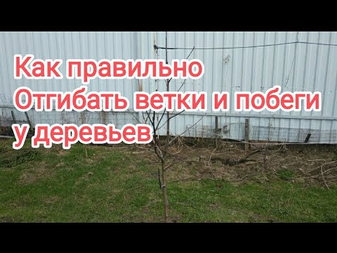 Видео: Не отгибайте побеги и ветки у деревьев,не посмотрев это видео!Как правильно отгибать побеги и ветки.