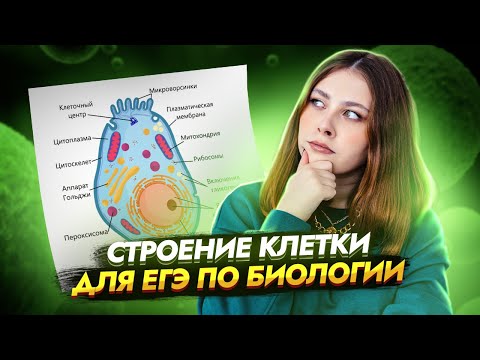 Видео: Строение клетки в ЕГЭ: Полный разбор эукариот  | Биология ЕГЭ 2025 | Умскул