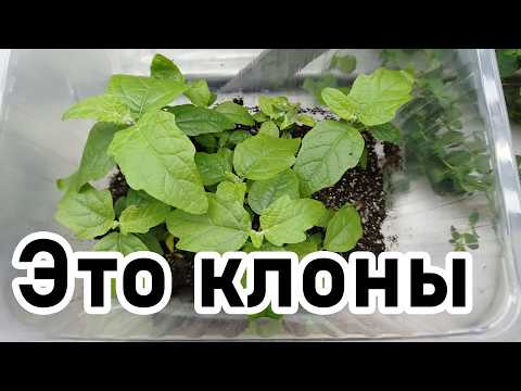 Видео: Технология микроклонального размножения растений (за 5 минут)