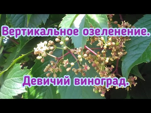 Видео: Вертикальное озеленение участка  Девичий виноград