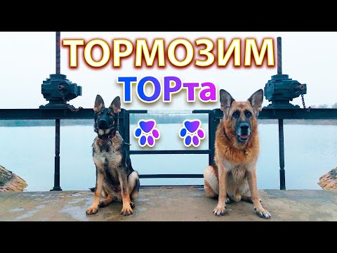 Видео: ⛔Тормозим 🐶ТОРта. Не лезь к 🐕БАРТу, отстань от 🐕БАРТа!