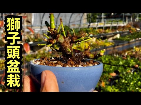 Видео: [Покупка бонсай и горшков для постоянных клиентов (китайская техника, знаменитый Кадзухиро из