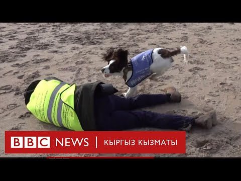 Видео: Жардамчы ит - BBC Kyrgyz