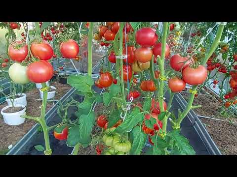 Видео: Подвожу итог эксперимента по обрезке томатов в рассаде.