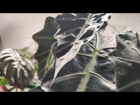 Видео: 15.02.22 Мои Алоказии обзор сортов