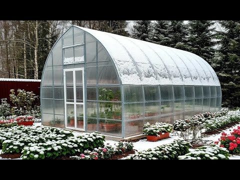 Видео: Спасение растений зимой: что делать, чтобы не вымерзли.
