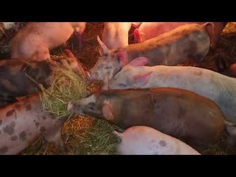 Видео: как выбрать поросёнка на свиноматку?
