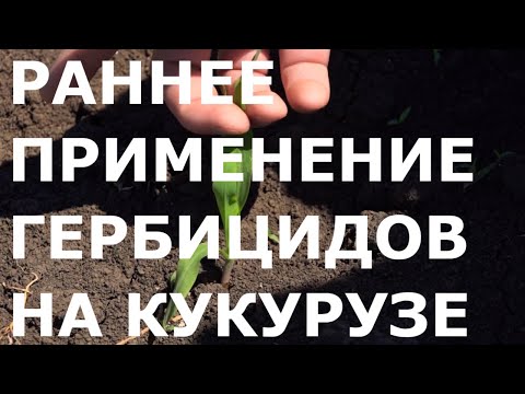 Видео: Технология раннего применения гербицидов в посевах кукурузы