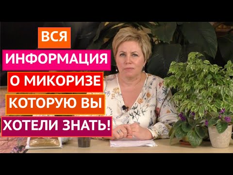 Видео: УДИВИТЕЛЬНАЯ МИКОРИЗА! ПРАВИЛА ИСПОЛЬЗОВАНИЯ И ОТВЕТЫ НА ВСЕ ВАШИ ВОПРОСЫ!