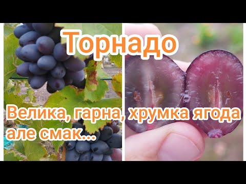 Видео: Торнадо. Гарнючий виноград. Але смак не мій. Полтавська область, 16 жовтня.