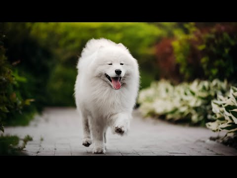 Видео: Нам не отдают Хана(лайка)…Нашли Боса(алабай)…Всем огромное спасибо…#питбульграф