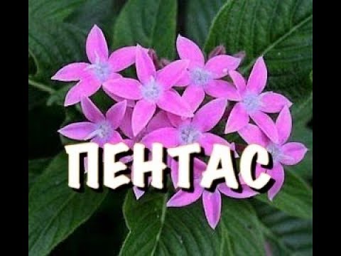 Видео: 3 ПРАВИЛА для ВЫРАЩИВАНИЯ ПЕНТАСА дома и в саду. ПОСАДКА рассады и УХОД. смотрите результат