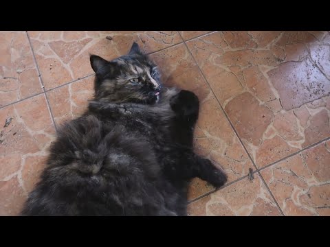 Видео: Суп из весенних белых грибов. Кошкин рецепт