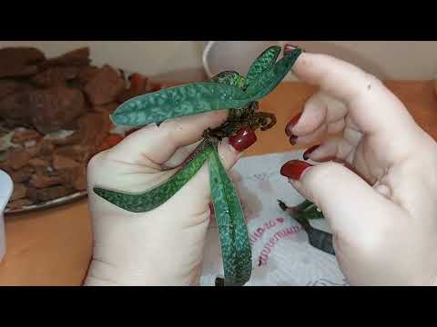 Видео: Pacpiopedilum Niveum. Шок. Орхидея в ужасном состоянии. Посадка на фитиль.