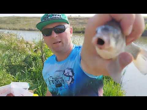 Видео: І знову Дащенки. АМУРИ, КОРОПИ, КАРАСІ