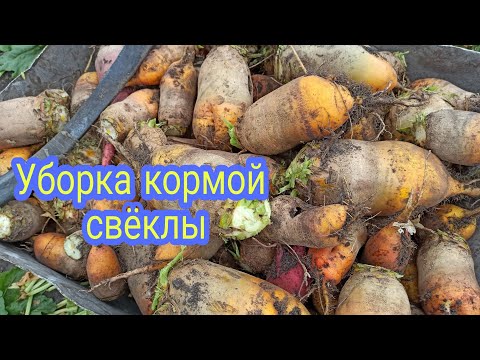 Видео: Деревенские будни продолжаются😂😂😂.Уборка кормовой свёклы!
