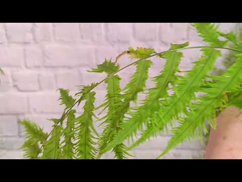 Видео: Мои красавцы папоротники.