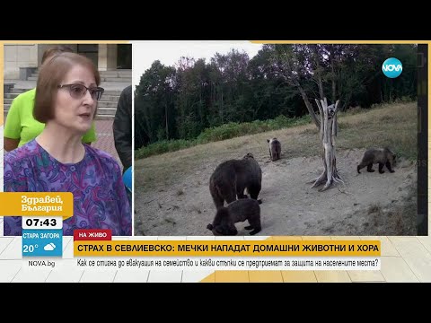 Видео: Масово нападение от мечки в Севлиевско